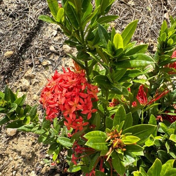 Ixora chinensis برگ