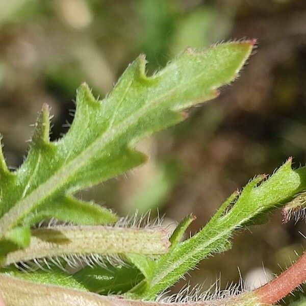 Oenothera laciniata Лист