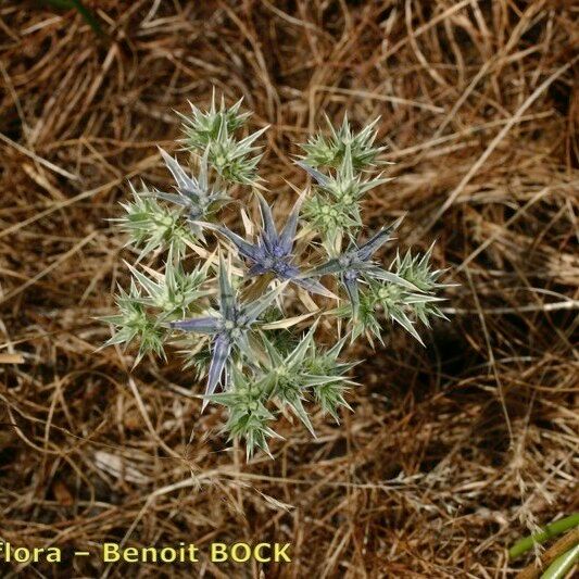 Eryngium galioides Other