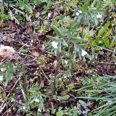 Buglossoides arvensis Habitat