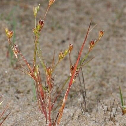 Juncus rechingeri Yeri