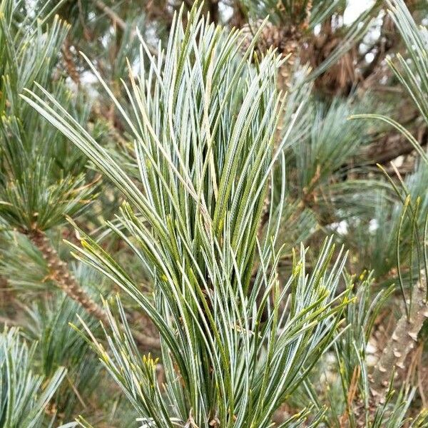 Pinus cembra পাতা