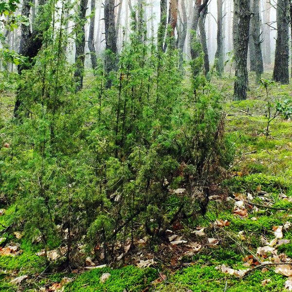 Juniperus rigida Агульны выгляд