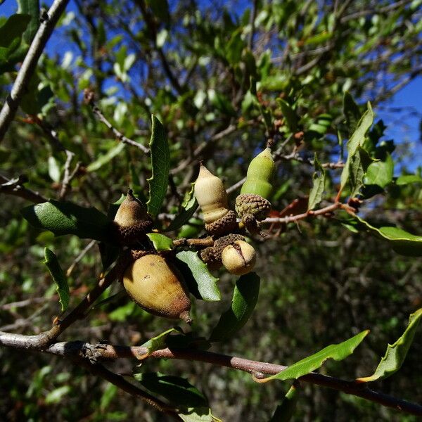 Quercus berberidifolia Fruit