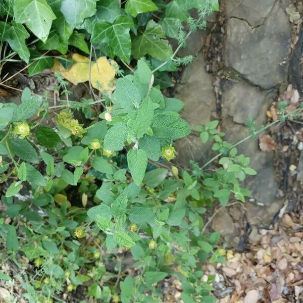 Cistus salviifolius 葉