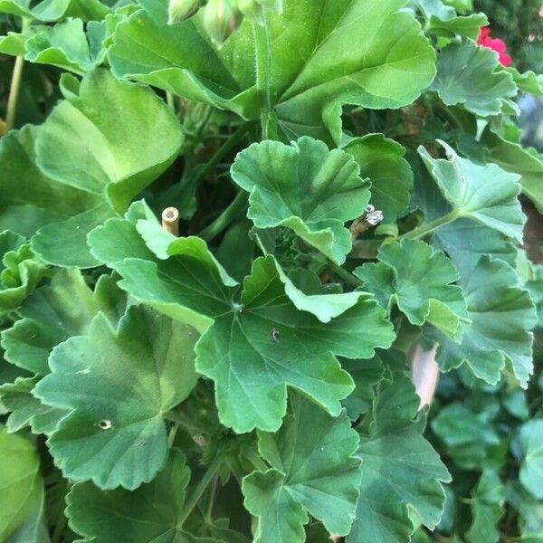 Pelargonium inquinans Hoja