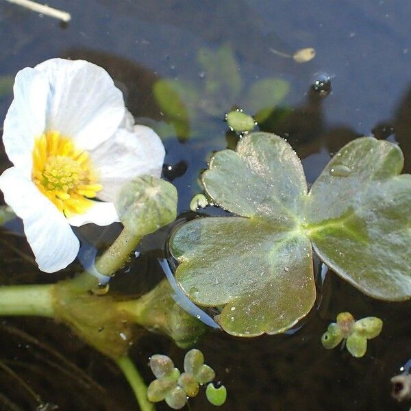 Ranunculus peltatus Habit