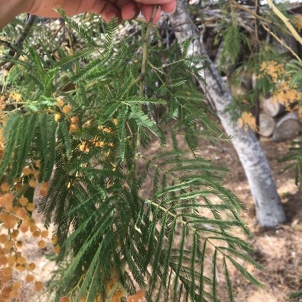 Acacia mearnsii Foglia