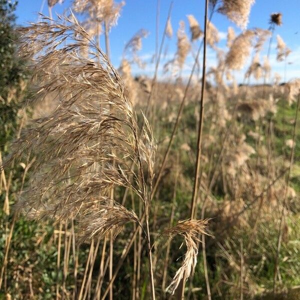 Phragmites australis Folha