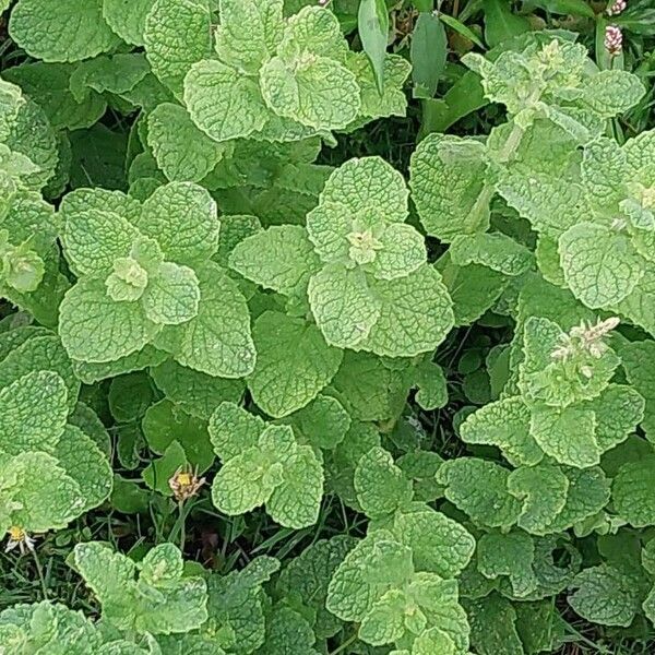 Mentha × rotundifolia Lapas