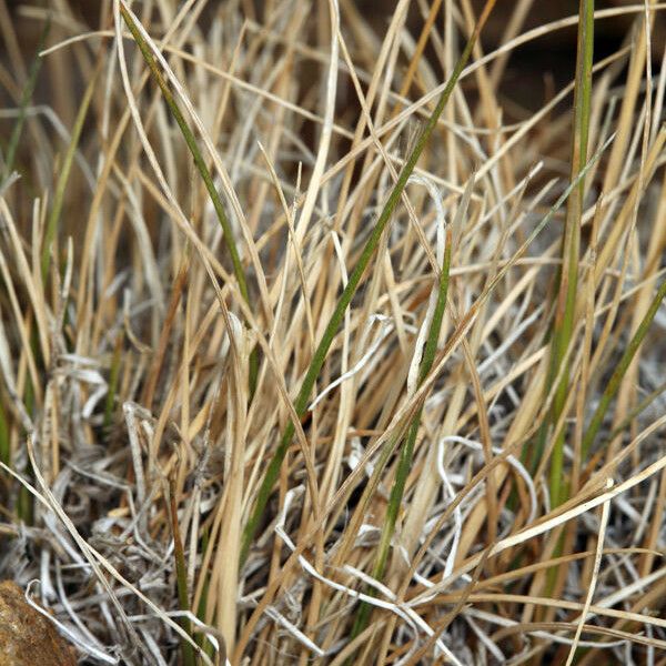 Koeleria macrantha Hábitos