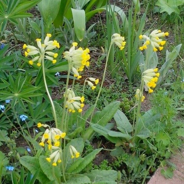 Primula veris Tervik taim