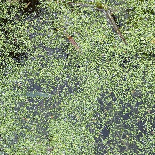 Lemna minuta Leaf