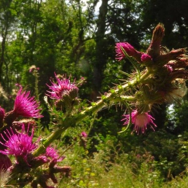 Cirsium palustre Çiçek