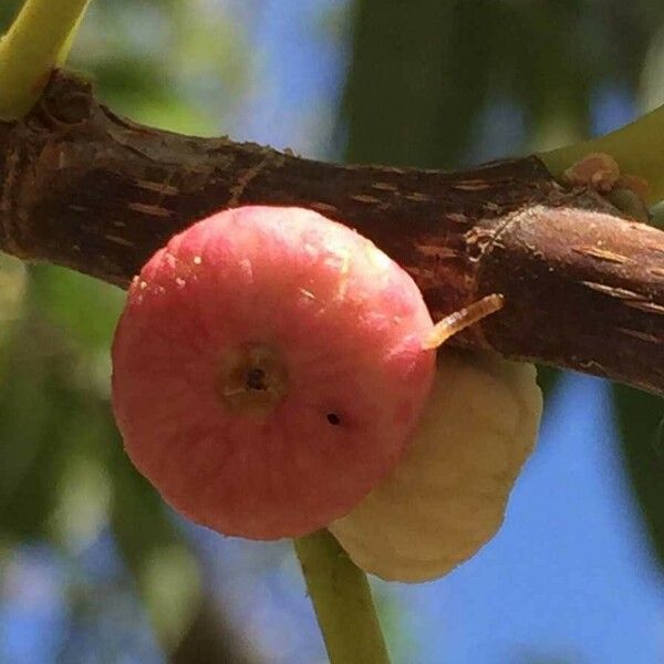 Ficus salicifolia Vili