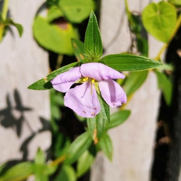 Pterolepis glomerata Flower