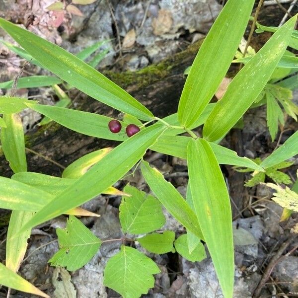 Maianthemum stellatum Feuille