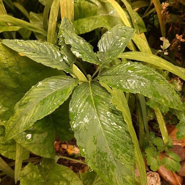 Arisaema dracontium Лист