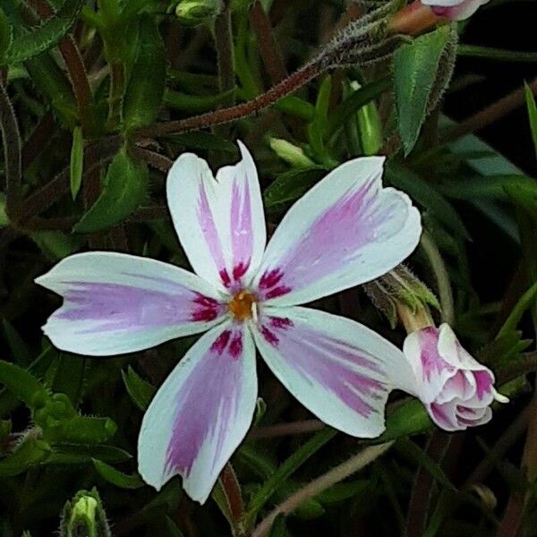 Phlox subulata Blomst