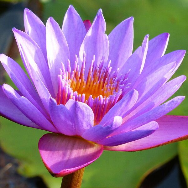 Nymphaea nouchali 花