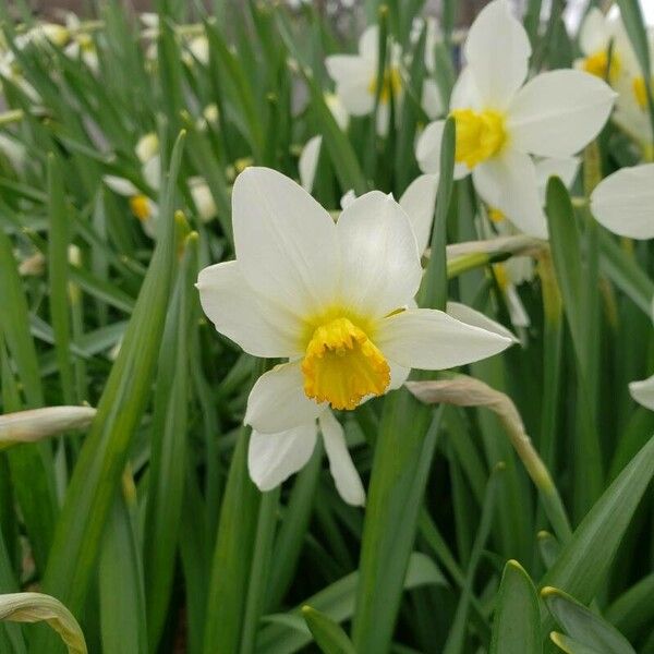 Narcissus tazetta Flor