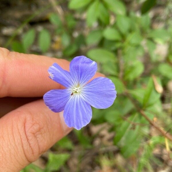 Linum narbonense Blüte