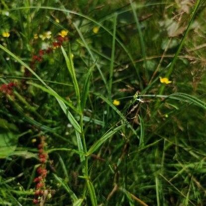 Veronica scutellata 葉