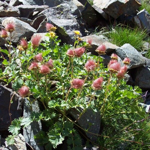 Geum reptans Žiedas