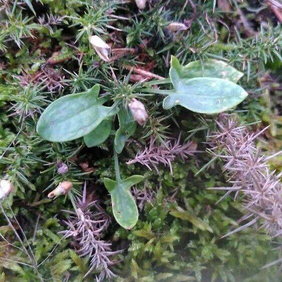 Rumex acetosella Costuma