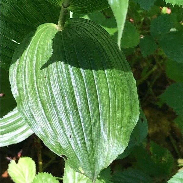 Epipactis helleborine Leaf