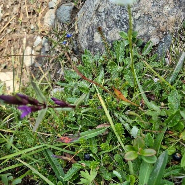 Gentianella amarella Floare