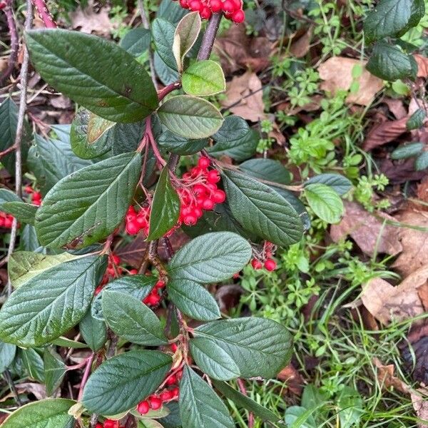 Cotoneaster coriaceus Blad