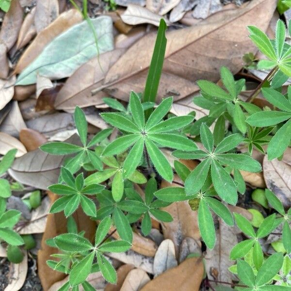 Lupinus perennis Liść