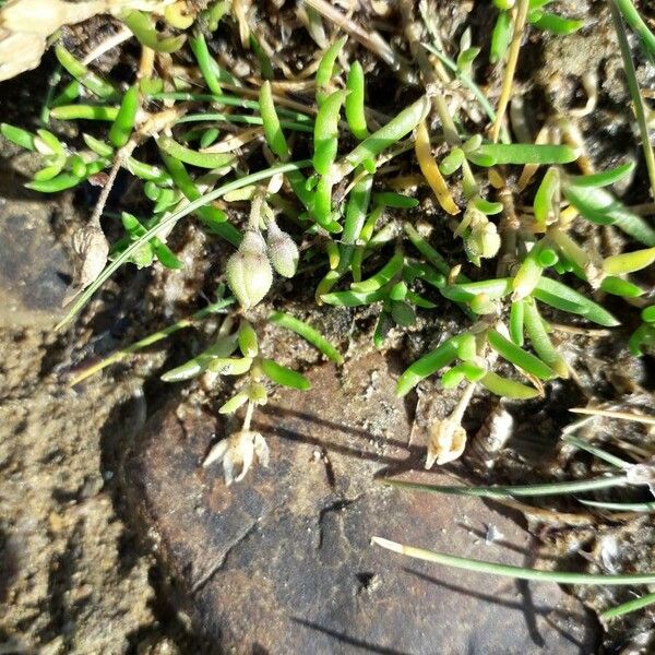 Spergularia marina Leaf