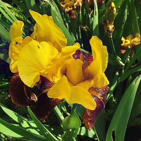 Iris variegata Flor