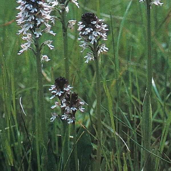 Neotinea ustulata Habitus