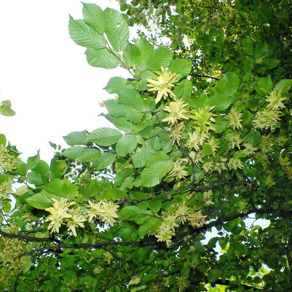 Carpinus betulus Habitatea