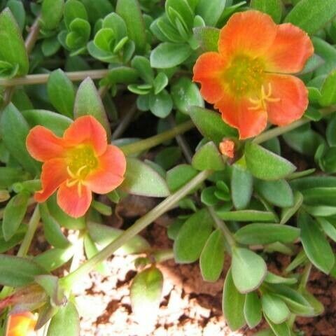 Portulaca umbraticola Blomma