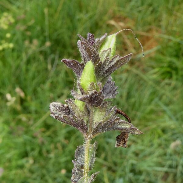 Bartsia alpina Vili