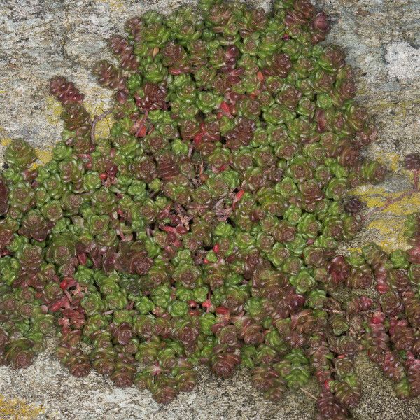 Sedum anglicum Diğer