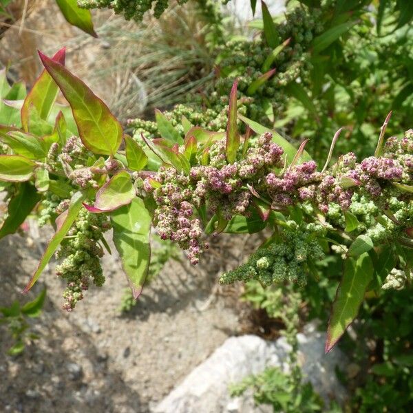 Oxybasis rubra Flower