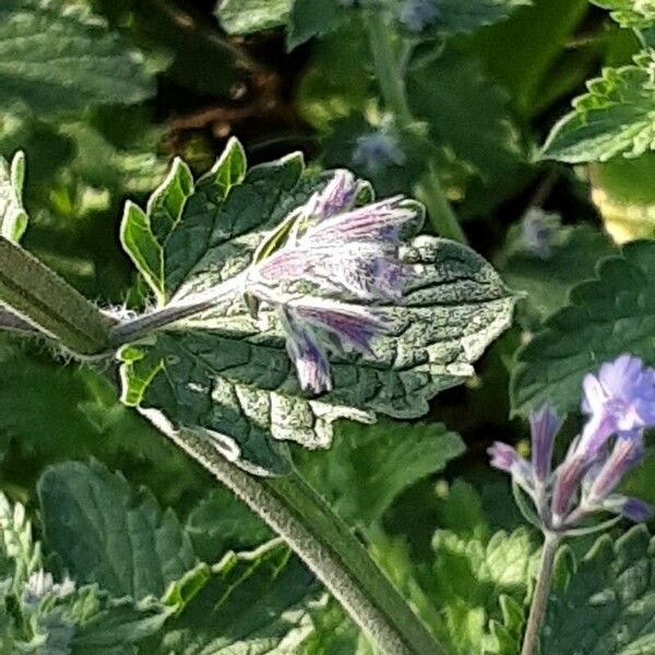 Nepeta racemosa 花