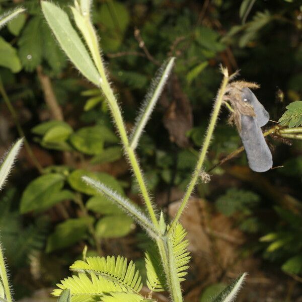 Crotalaria sagittalis Плод