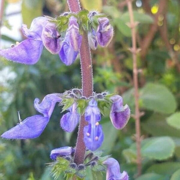 Coleus barbatus 花