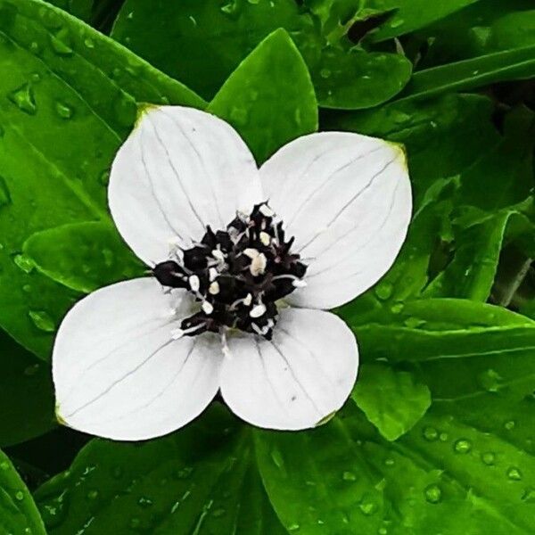 Cornus suecica Цвят