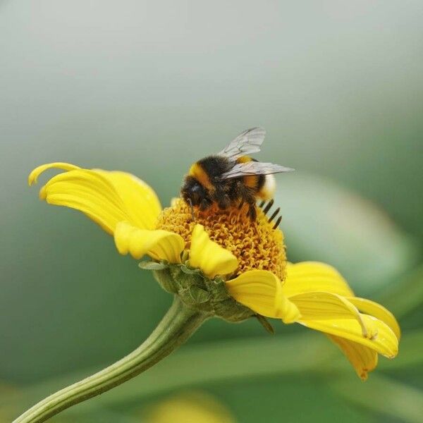 Helianthus giganteus Blomst