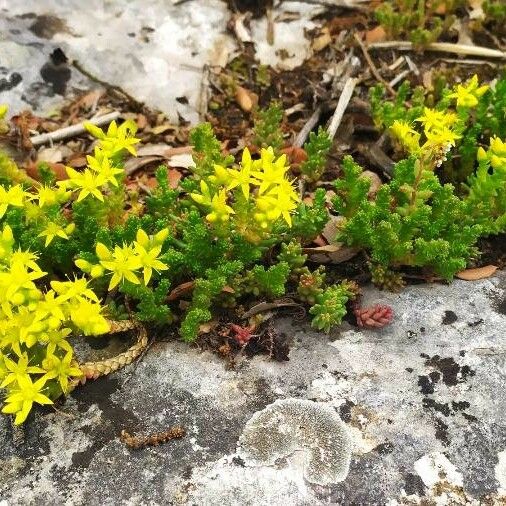 Sedum acre Habitus