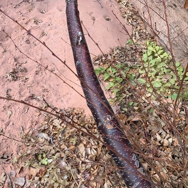 Betula occidentalis Bark