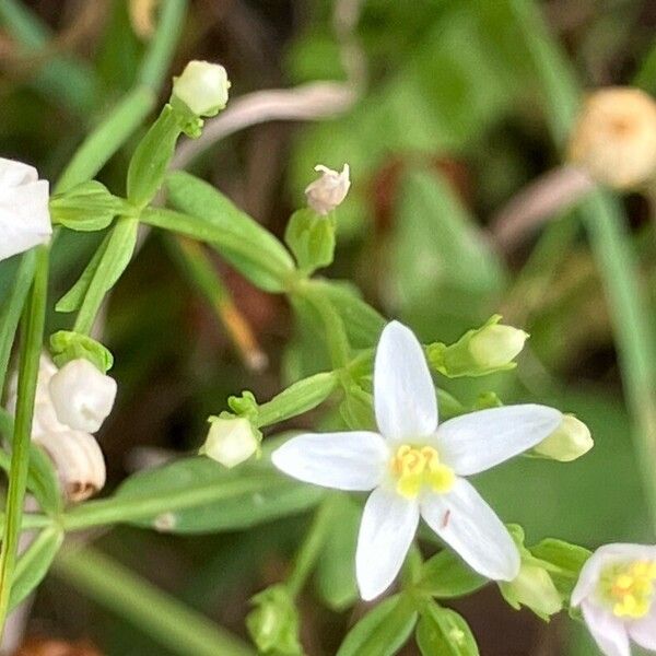 Centaurium tenuiflorum Flor