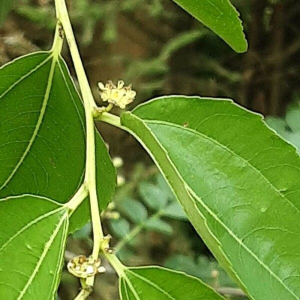 Ziziphus jujuba Leaf